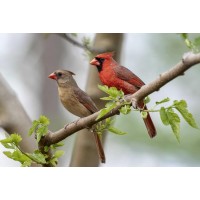 Bird - Cardinal Couple Having A Moment