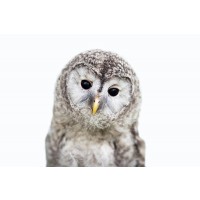 Owl - Nice Encounter