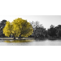Karina Zampini - Lone Tree In Yellow V