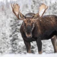 Moose - Winter - Forest