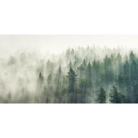Roderick Nichols - Pine Forest - Misty Day