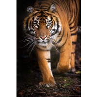 Tiger - Targeted