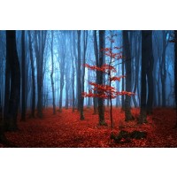 Brian Kurts - Red Forest at Dusk