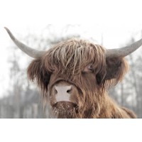 Cow - Frosty Irish Bovine