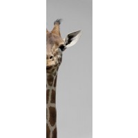 Giraffe - Two Faces
