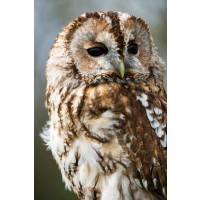 Owl - Calm Reaction