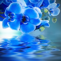 Omar Olavie - Blue Orchids