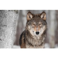 Wolf - Near Birch Tree 