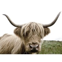 Highland Cow - Meadow