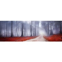 Brian Kurts - Mystic Forest