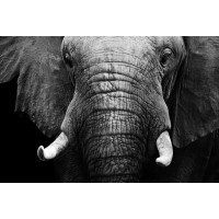 Elephant - Serene Look