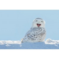 Owl - Having A Laugh On Snow