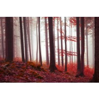 Brian Kurts - Fall Sunrise In Forest III