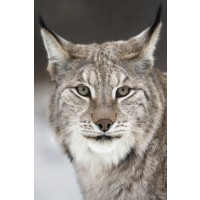 Lynx - Cold Feline