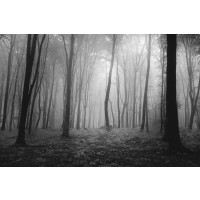 Romeo Delogu - Foggy Forest Black and White