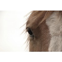 Horse - Brown Wanderer