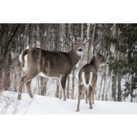 Deer 0- Mother's Love