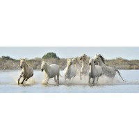Horses - Afternoon Bath