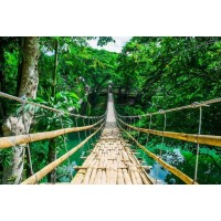Frank Morse - Rope Bridge - Jungle