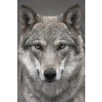 Wolf - Gray - Wild Stare