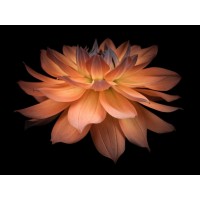 Assaf Frank - Dahlia Flower