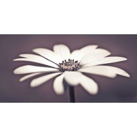 Assaf Frank - Daisy Flower