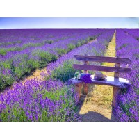 Assaf Frank - Bench in Lavender field