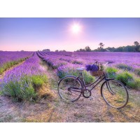 Assaf Frank - Bicycle with flowers in a Lavender field