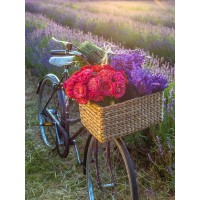 Assaf Frank - Basket of flowers on a bicycle