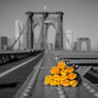 Assaf Frank - Bunch of roses on Brooklyn Bridge, New York