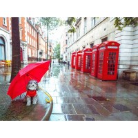 Assaf Frank - Dog with umbrella on London city street