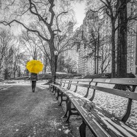 Assaf Frank - Tourist on pathway with Yellow umbrella at Central park-New York