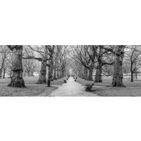 Assaf Frank - Avenue of trees, Green Park, London, FTBR-1839