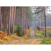 Assaf Frank - Road through Autumn forest