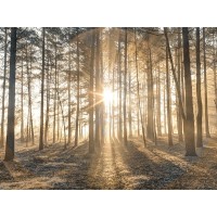 Assaf Frank - Misty forest with sunrays