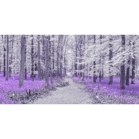 Assaf Frank - Path through bluebell forest, FTBR 1848