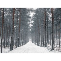 Assaf Frank - Pathway through snowy forest, FTBR-1912