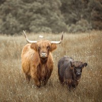 Assaf Frank - Highland Cows