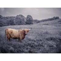 Assaf Frank - Highland Cow