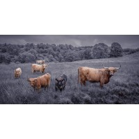 Assaf Frank - Highland Cows, FTBR-1913