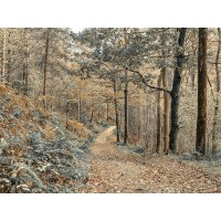 Assaf Frank - Forest path-Lake District