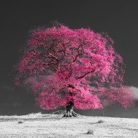 Assaf Frank - Tree on a hill-pink