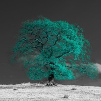 Assaf Frank - Tree on a hill-teal