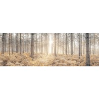 Assaf Frank - Sunrays through forest trees