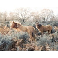 Assaf Frank - Horses in the wild