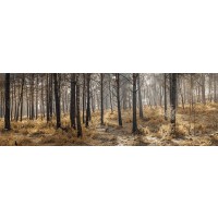 Assaf Frank - Autumn forest