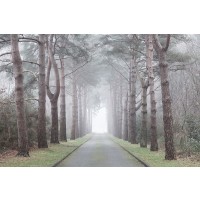Assaf Frank - Road through mystic forest