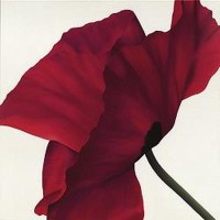 Yvonne Poelstra-Holzhaus - Amazing Poppies II