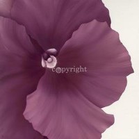 Yvonne Poelstra-Holzhaus - Violet Flower II