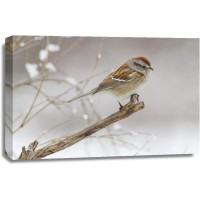 Bird - American Sparrow - Tree Branch With Falling Snow